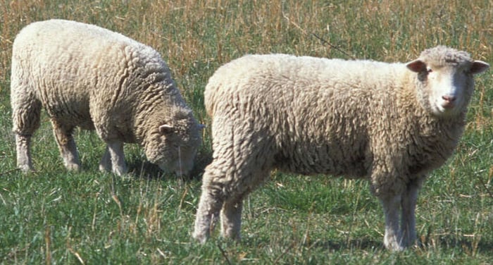 Some "merina" sheep