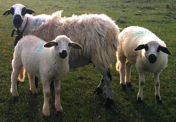 Some "churra" sheep