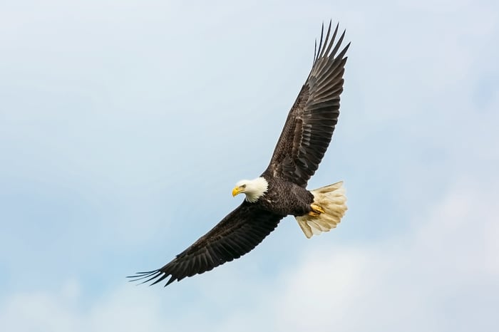 Águila calva