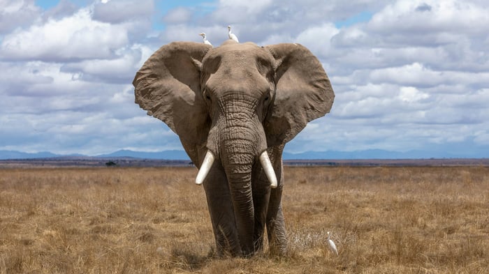 An elephant