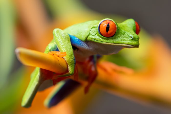 A green frog