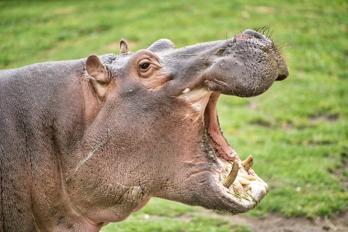 A hippo with a wide open mouth