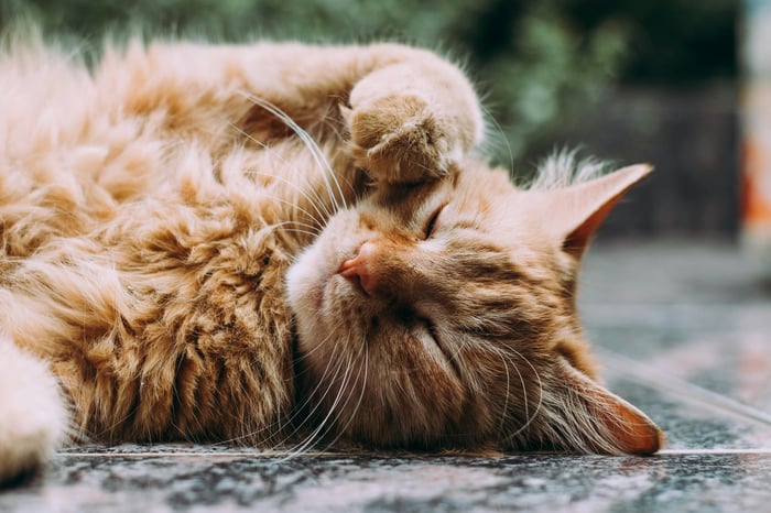A cat